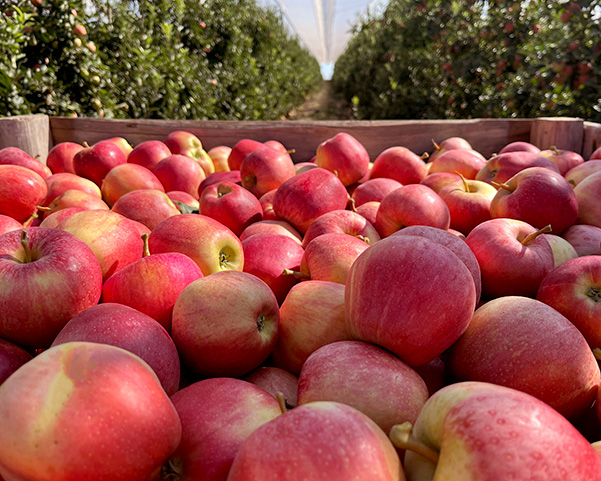 manzanas-agrícola francés